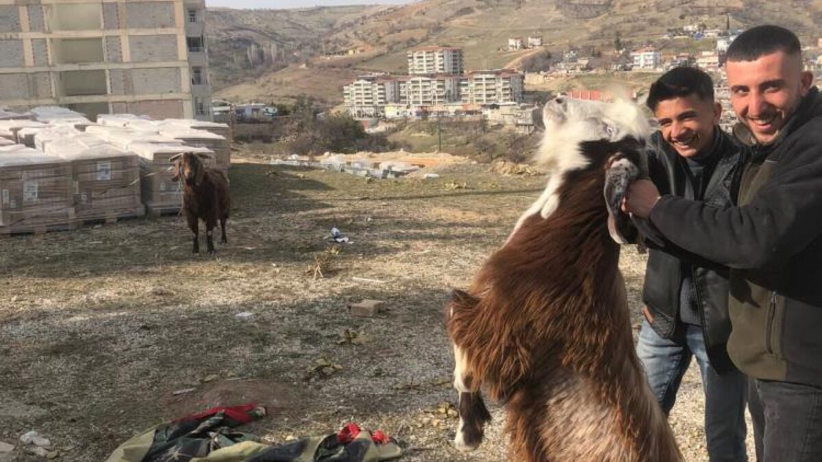Adıyaman’da enkazda kalan iki keçi 21 gün sonra kurtarıldı