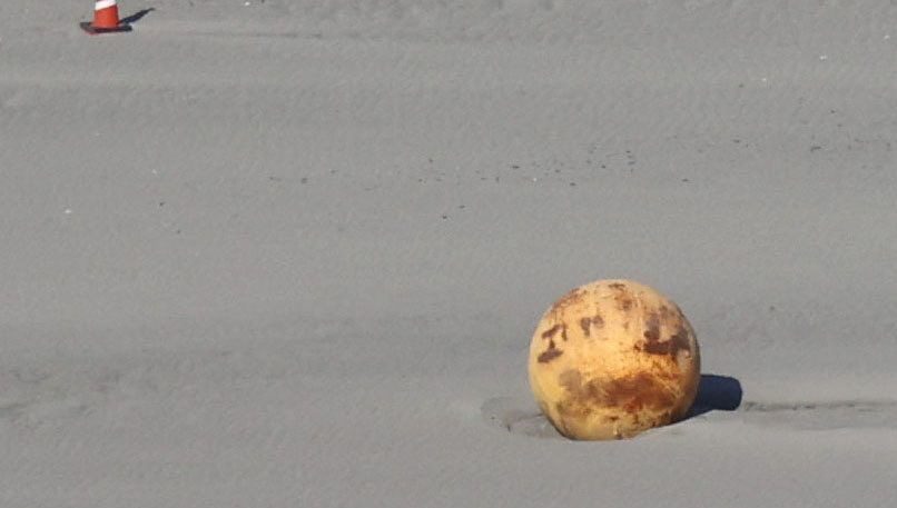 Japonya’da sahile vuran gizemli kürenin sırrı çözüldü