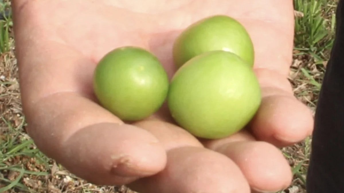 Mersin’de ilk erikler toplandı: Kilosu 150 dolardan ihracata gönderilecek