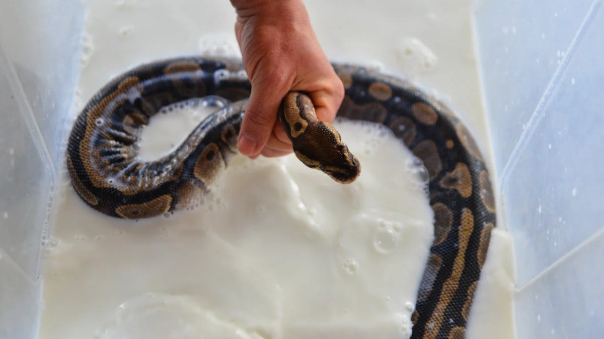 Bursa Hayvanat Bahçesi’ndeki kraliyet pitonları süt banyosuyla deri değiştiriyor