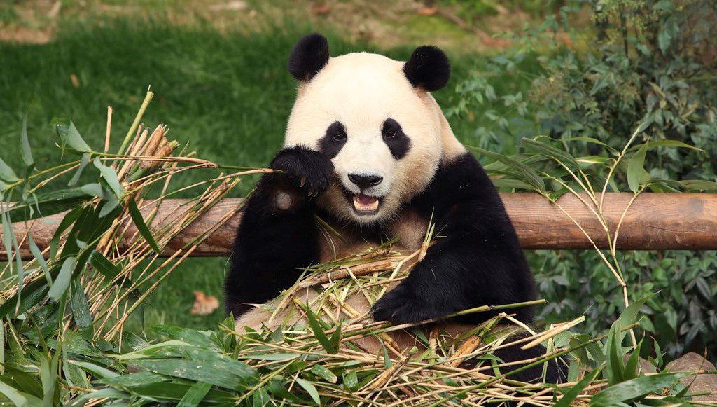 Güney Koreliler ilk pandaları Fu Bao’ya veda ediyor