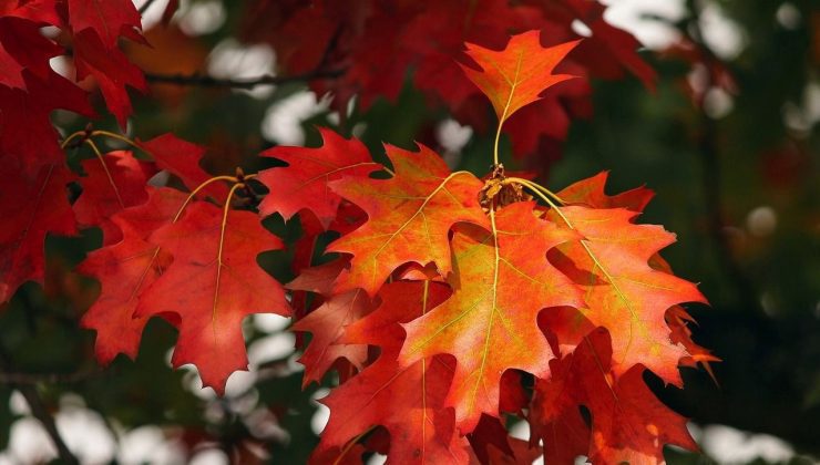 1 Ekim ne günü? 1 Ekim’de kutlanan özel günler