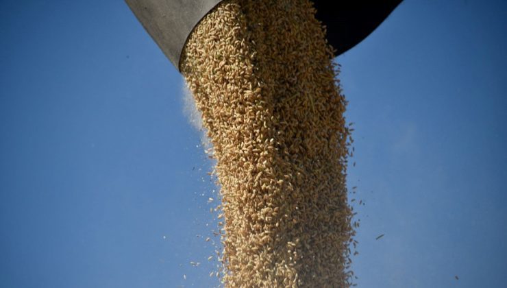 10 bin dekar alanda yetiştirildi: Türkiye’nin dört bir yanına gönderiliyor