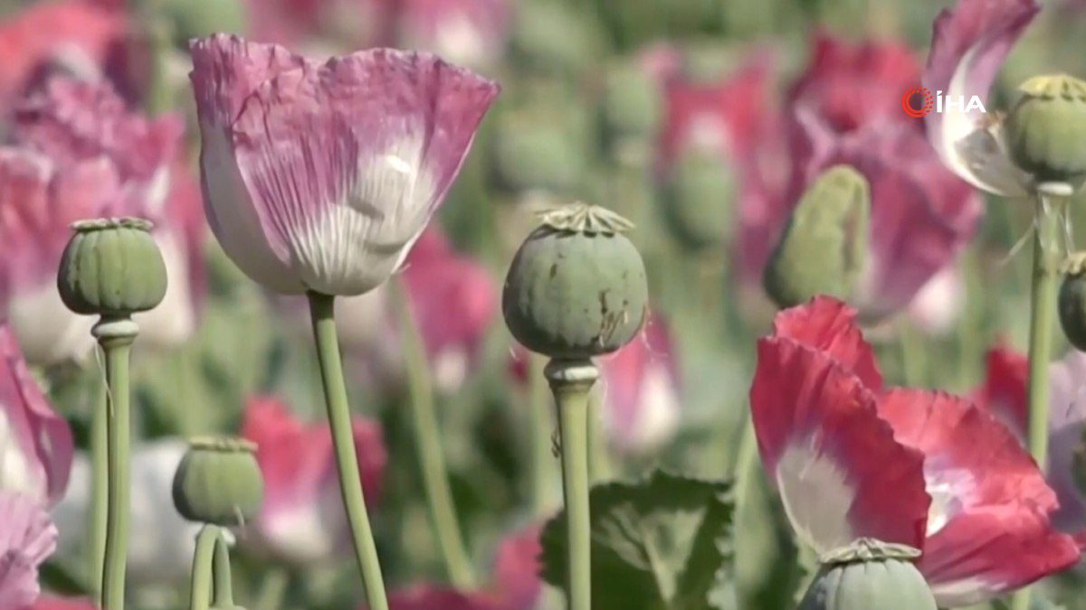 Afganistan’da uyuşturucu ekimi ve üretimi neredeyse sıfıra indi