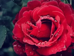 Başımız sağ olsun; onları kaybettik! Bugün vefat edenler…