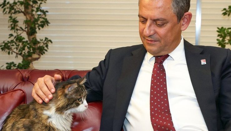 CHP’nin kedisi Şero hayatını kaybetti