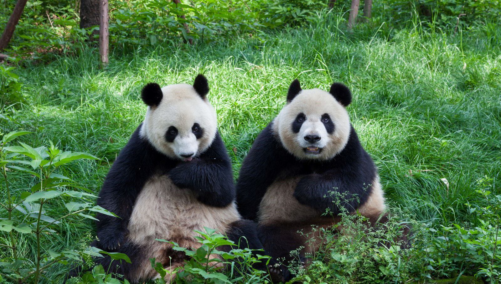 Ekonomi pandaları vurdu! Masrafları karşılanamadığı için Çin’e geri gönderilecekler