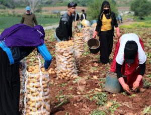 Erzincan’da patates hasadı için kollar sıvandı