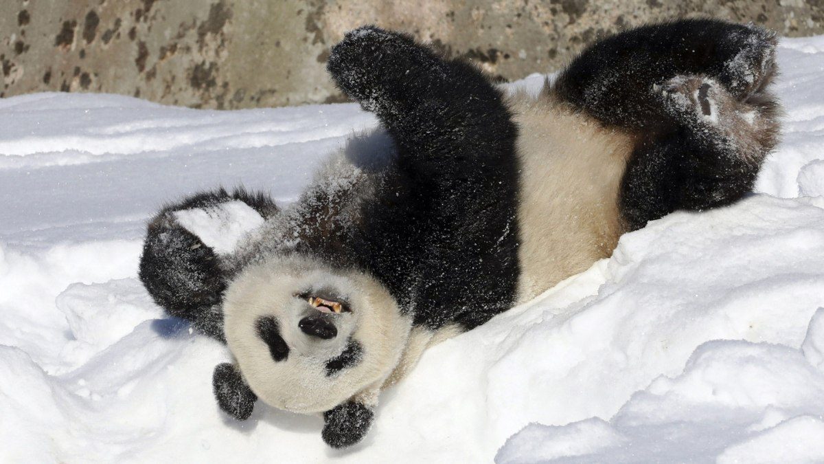 Finlandiya’yı enflasyon vurdu: Pandalar Çin’e geri gönderilecek