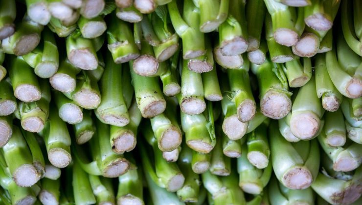 Herkes ona “kralların bitkisi” diyor! Vücuda format atıp organları yeniliyor