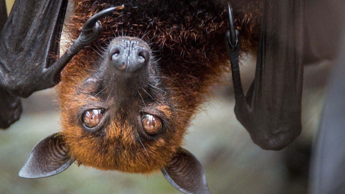 Japonya’da yarasalarda virüs alarmı: İnsanlara bulaşabilir