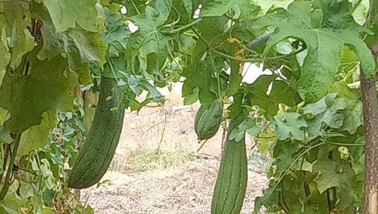 Kan akışını harekete geçirip, cilde canlılık katıyor! Hiçbir kimyasal içermiyor, hasat için gün sayıyor