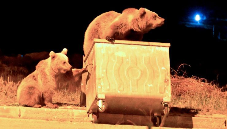 Kars’ta bozayılar şehre inip yiyecek aradı