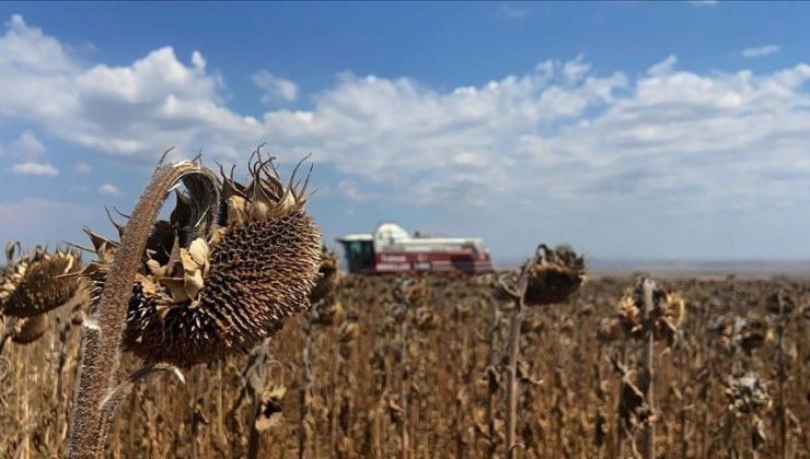 Trakya’da aşırı sıcak ve kuraklık, ayçiçeği vurdu