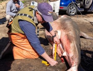 ABD’de sahile köpek balığı vurdu