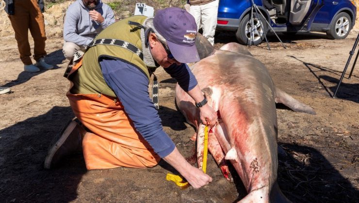 ABD’de sahile köpek balığı vurdu