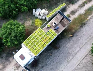 Adana’da Mandalina Hasadı Başladı