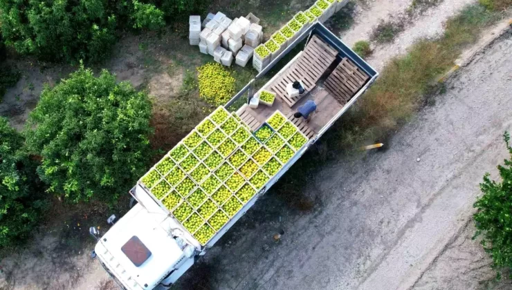 Adana’da Mandalina Hasadı Başladı