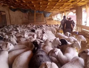 Afyonkarahisar’da Hayvan Aşılaması