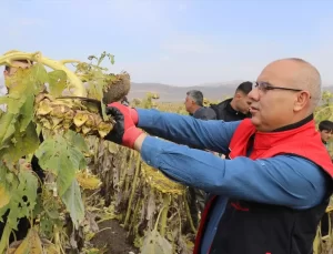 Ağrı’da Ayçiçeği Hasadı Devam Ediyor