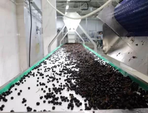 Akçaabat Belediyesi’nden Tarıma Destek: Akçahasat Tesisi Faaliyete Geçti