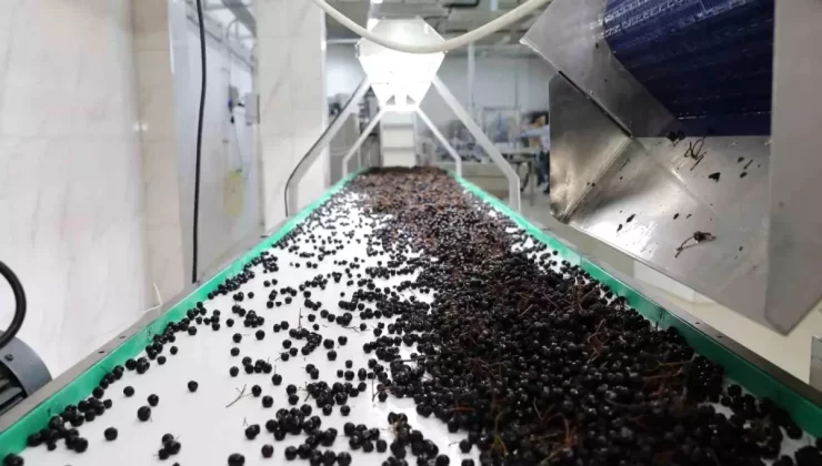 Akçaabat Belediyesi’nden Tarıma Destek: Akçahasat Tesisi Faaliyete Geçti