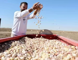 Aksaray’da Organik Sarımsak Dikimi Başladı