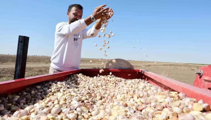 Aksaray’da Organik Sarımsak Dikimi Başladı