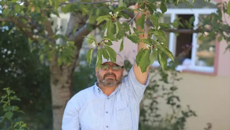 Akseki’de Kiraz Ağaçı Erken Çiçek Açtı
