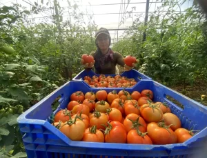 Aksu’da Domates Hasadı Başladı
