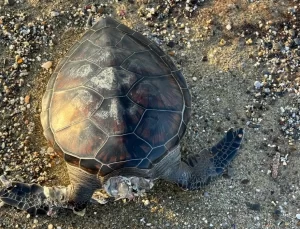 Alanya’da Ölü Caretta Caretta Bulundu
