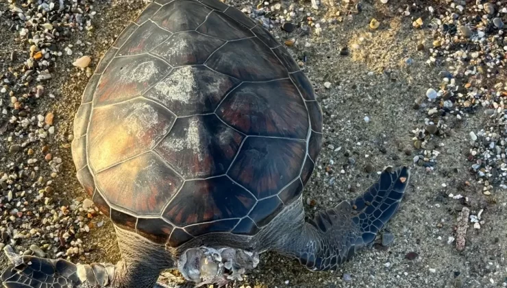 Alanya’da Ölü Caretta Caretta Bulundu