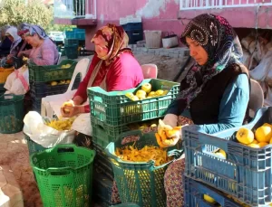 Alaşehir’de Cennet Hurması Talebi Patladı
