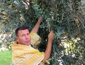 Aliağa’da Zeytin Hasadı Zorlu Geçiyor