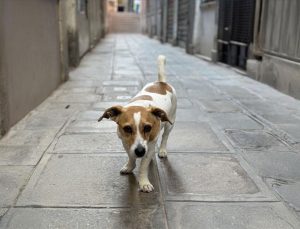 Almanya, ‘köpek vergisi’ rekoru kırdı