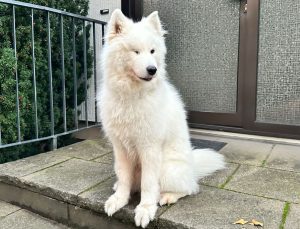 Almanya’da köpek sahipleri her yıl vergi veriyor