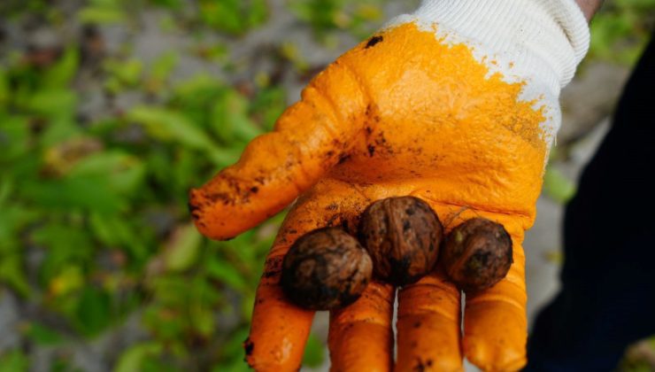 Altın topraklarda hasat başladı! Kendiliğinden yetişiyor, dalından koparılarak toplanıyor