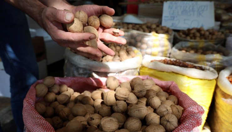 Amerika’nın “Chandler” cevizine rakip “Maraş-18” cevizi: 10 bin tonu ihraç ediliyor