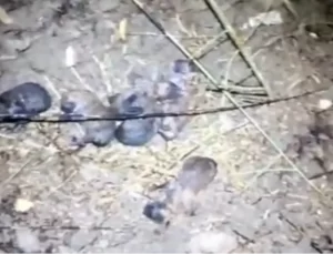 Anız Yangınında 10 Yavru Köpek Kurtarıldı