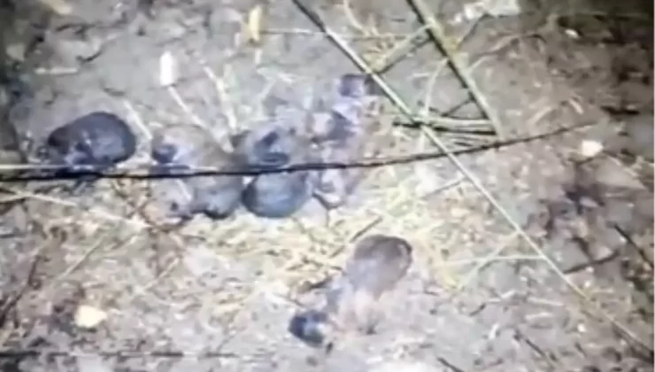 Anız Yangınında 10 Yavru Köpek Kurtarıldı