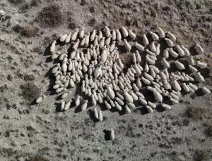 Ankara Keçisi Tehlikede