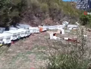 Antalya’da Ayılar Arı Kovanlarını Parçaladı
