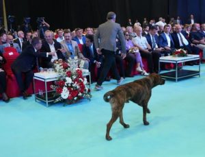 Antalya’da başıboş köpek fuara daldı