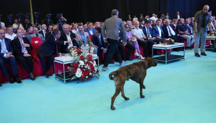 Antalya’da başıboş köpek fuara daldı