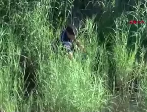 Antalya’da köpek kurtarıldı