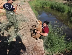 Antalya’da ‘Lola’ Kurtarıldı