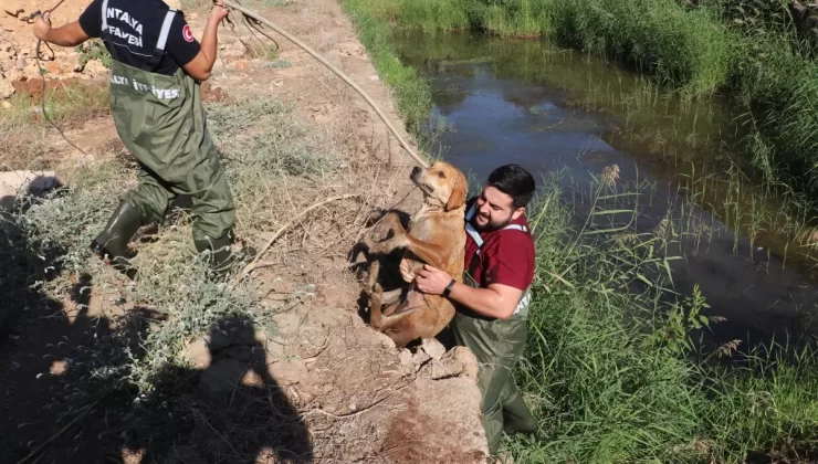 Antalya’da ‘Lola’ Kurtarıldı
