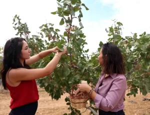 Antalya’da Toros Fıstığı Hasadı Yapıldı