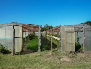 Arzu Duran: Biyodinamik Tarımın Eğitmeni
