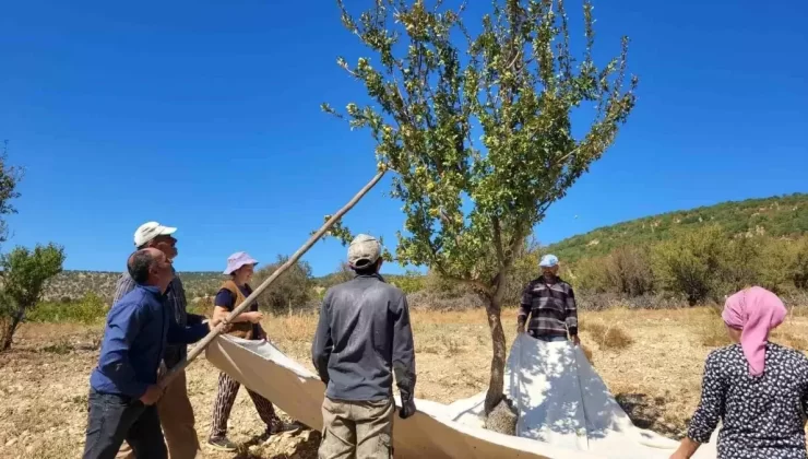 Aşılı Alıç Meyvesi Hasadı Başladı